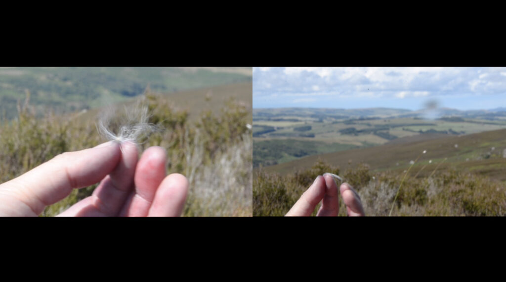 split screen photographs of hands letting go of thistledown against background of hills