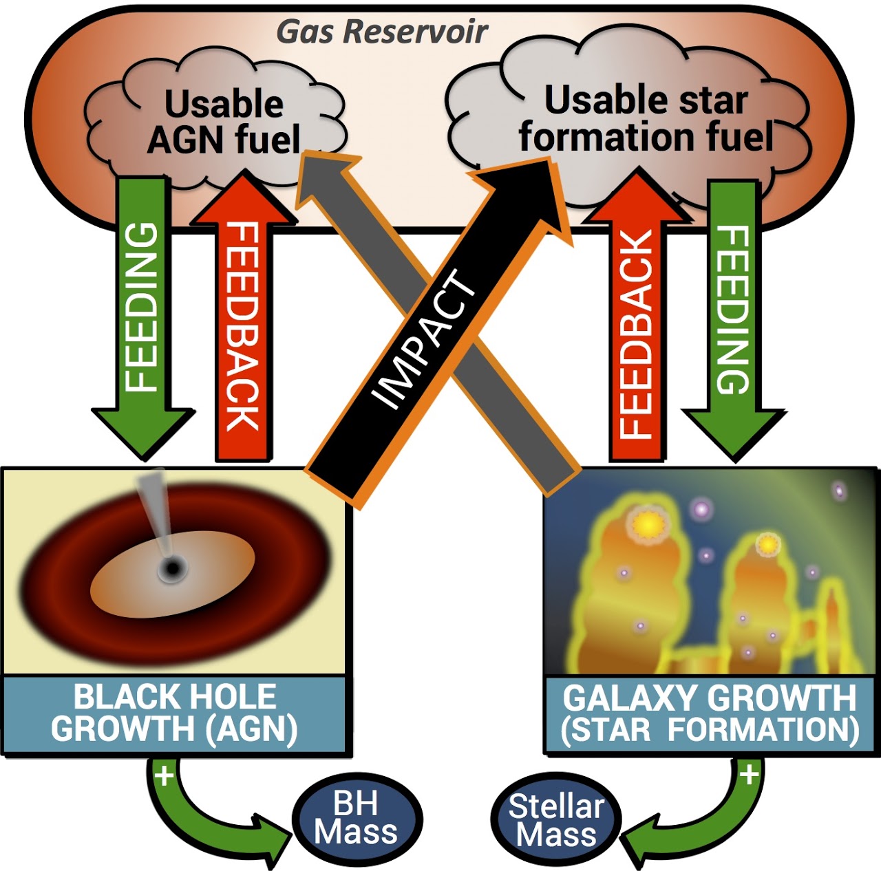AGN - Star Formation Connection Schematic
