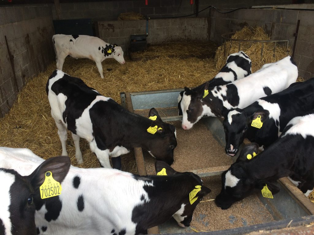Getting to the root of endemic livestock disease in the UK - {a writer ...