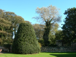 well shaped tree inside the garden wall