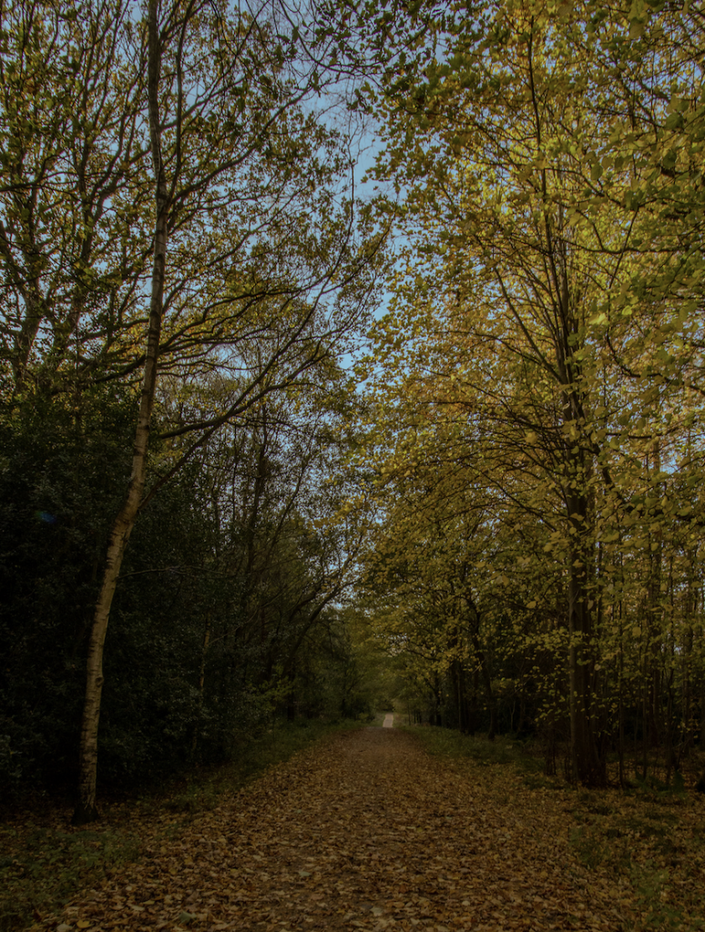 Image of woodland