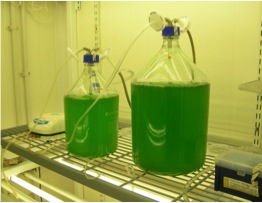 Batch culturing of cyanobacteria