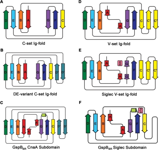 Different immunoglobulin-like protein topologies (from Pyburn et al, PLoS Pathog. 2011)