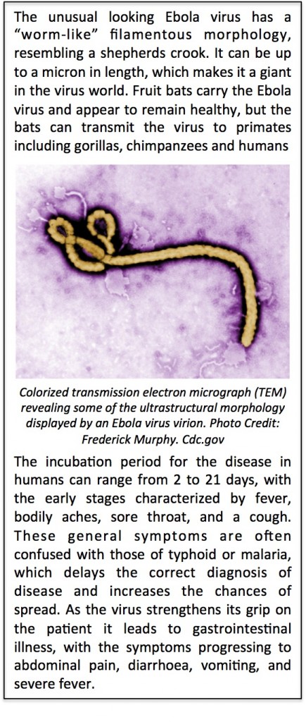 Ebola text and picture