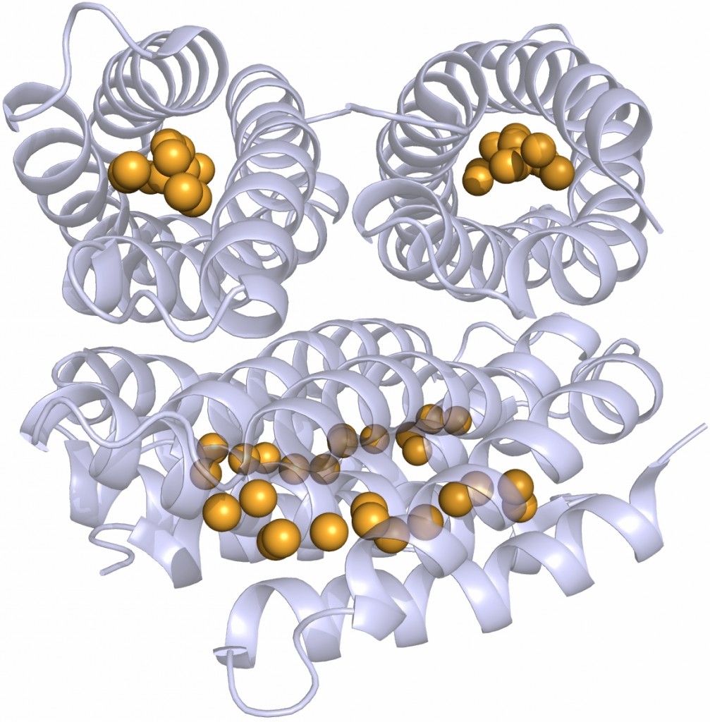 The structure of the Cu(I)-Csp1 tetramer, with the 13 Cu(I) ions bound within the core of each four-helix bundle shown as orange spheres.
