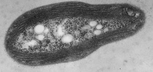 Transmission electron micrograph of a M. trichosporium OB3b cell showing the intracytoplasmic membranes that house the copper-dependent enzyme pMMO.
