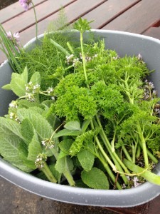 We picked fresh herbs from the Arbeia garden.
