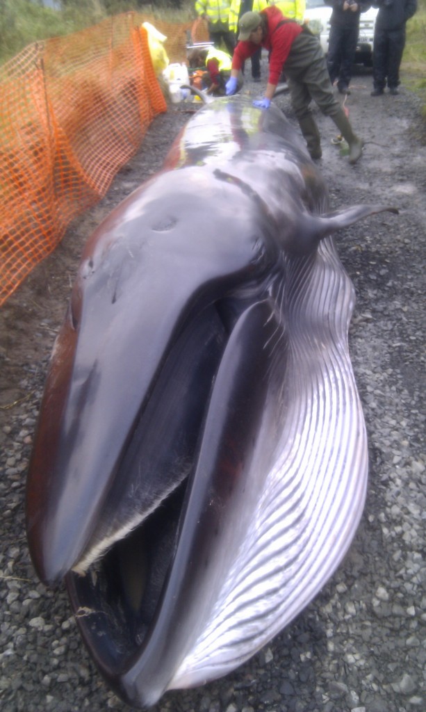 Sei whale stranding in Druridge Bay, Morpeth, Wednesday 26 September ...