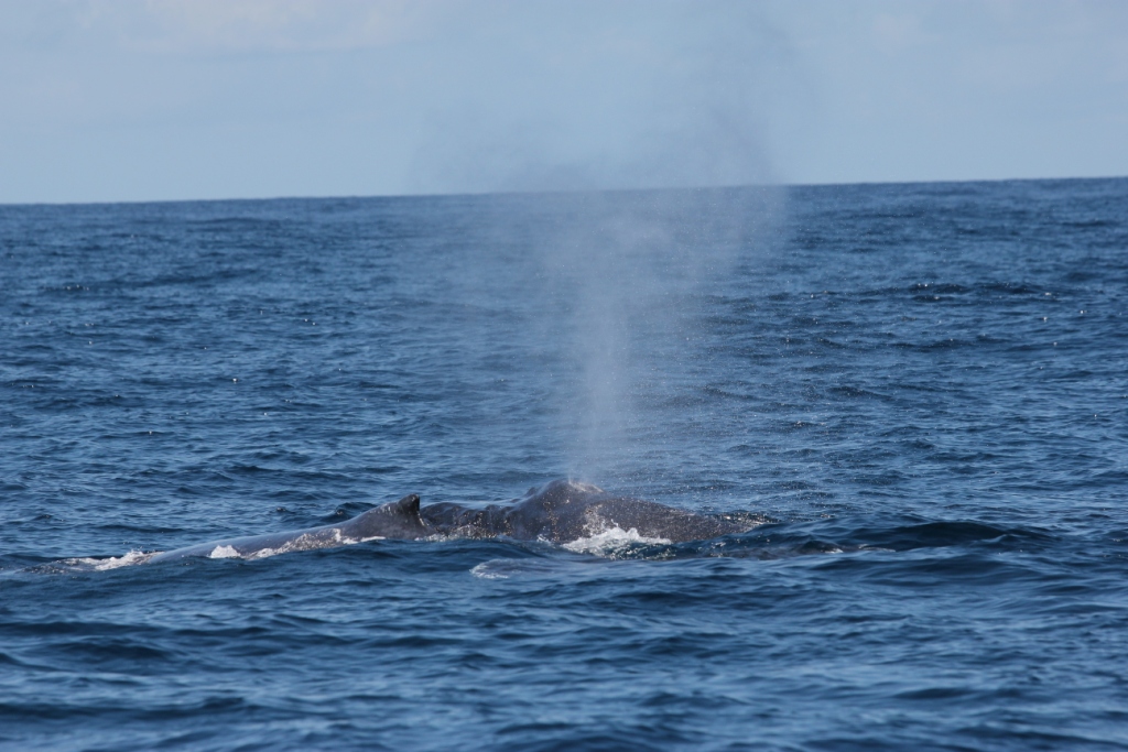 Zanzibar Humpback Whale Research Project 2012 | Marine Science Group Blog