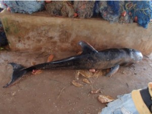 The “dolphin” found by fishermen from Kizimkazi-Mkunguni