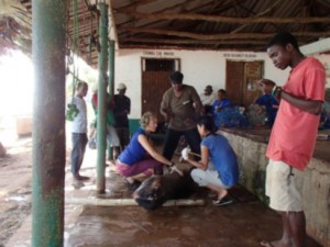 Members of the research team checking out the Risso’s calf with fishers from Mkunguni watching with curiosity.