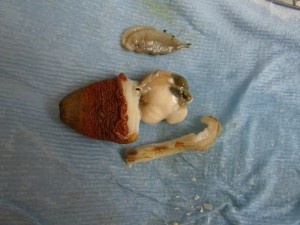 1. Laternula dissection, mantle and gills removed