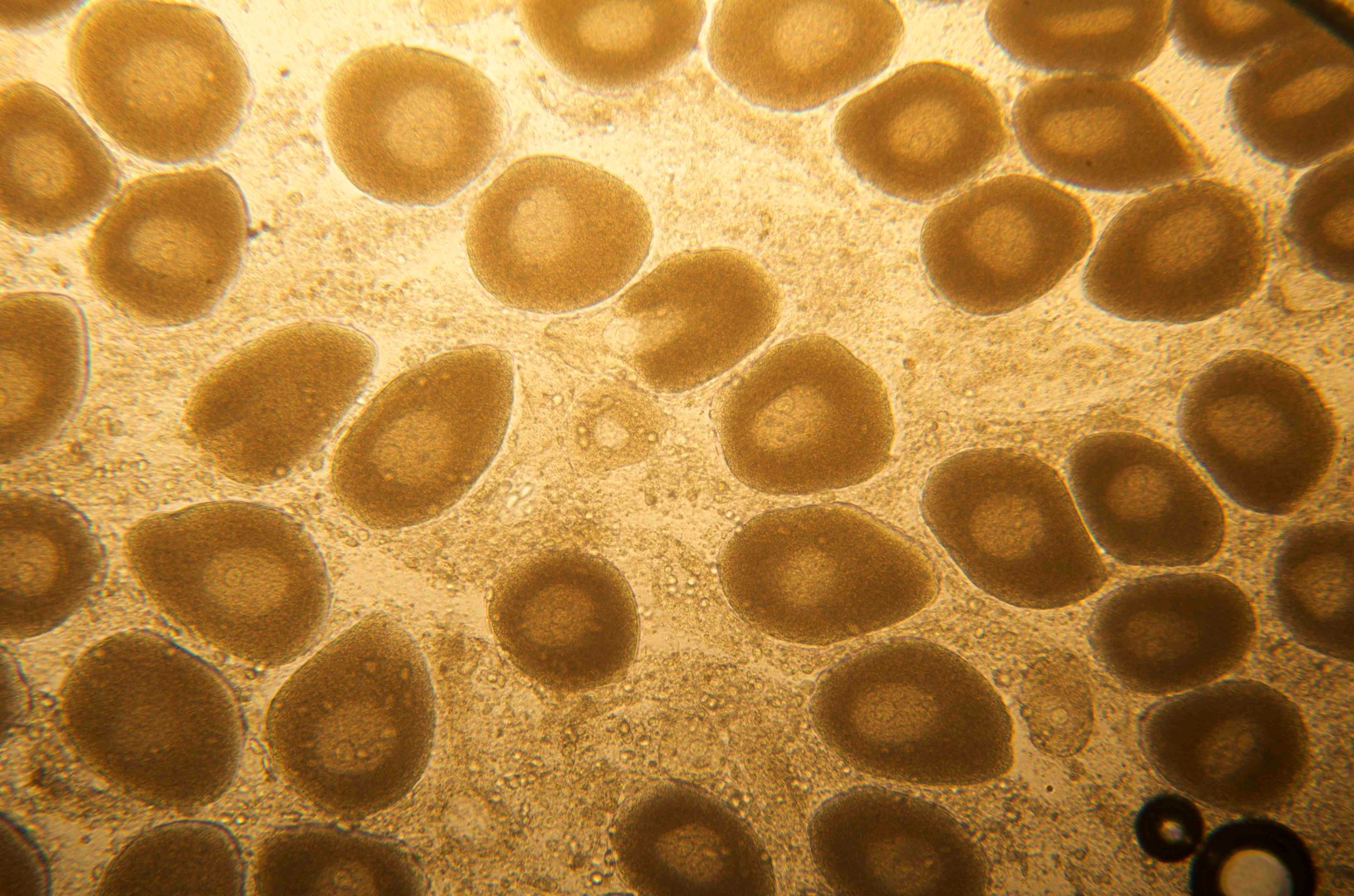 2. Odontaster egg cells