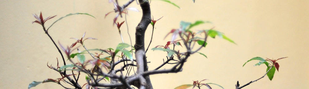 Mathematics of Life and Environmental Sciences @Newcastle