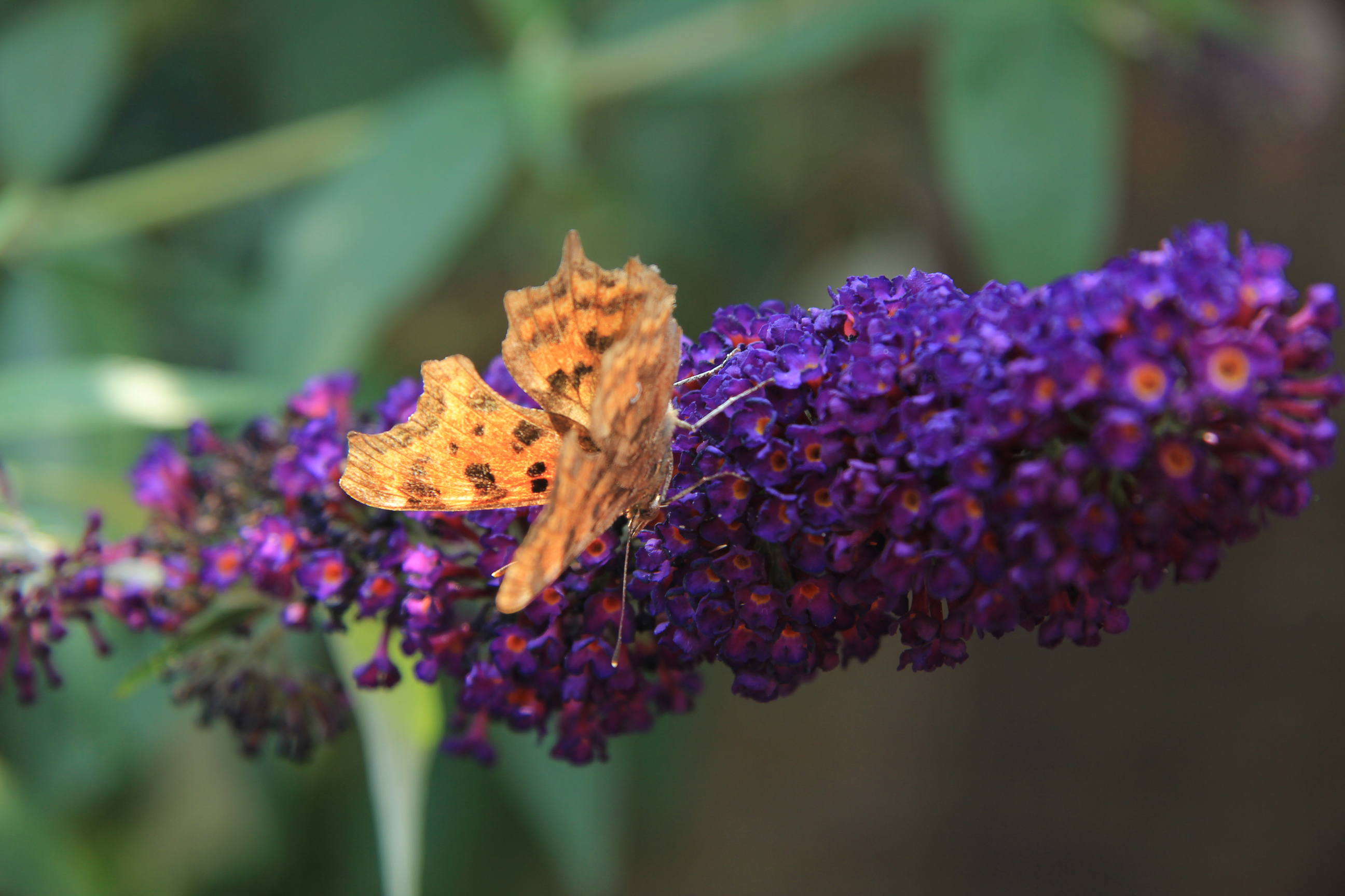 Comma butterfly or Polygonia C Album on summer lilac