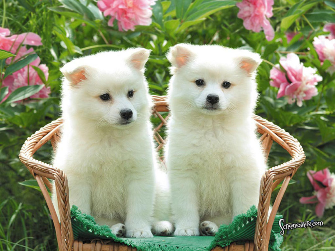 cuties-cute-puppies-dogs-5