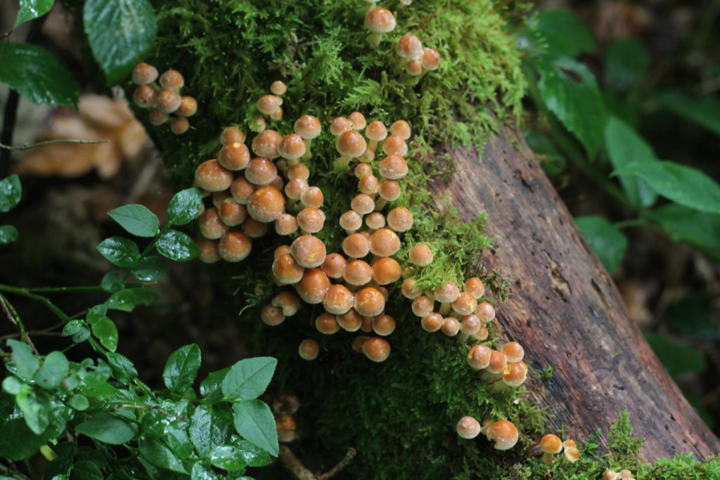 A photograph of a cluster of many sulphur tuft mushrooms growing on dead, mossy wood in a forest surrounding