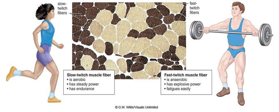 Быстро б. Быстро сокращающиеся мышцы. Slow and fast muscle Fibers. Быстрые и медленные мышечные волокна. Гликолитические мышечные волокна.