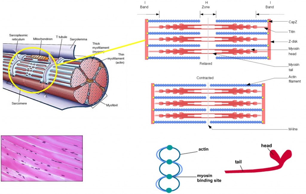 Skeletal muscle structure and function | Musculoskeletal Genetics