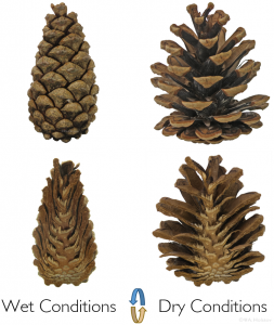 Sectioned Pine Cone