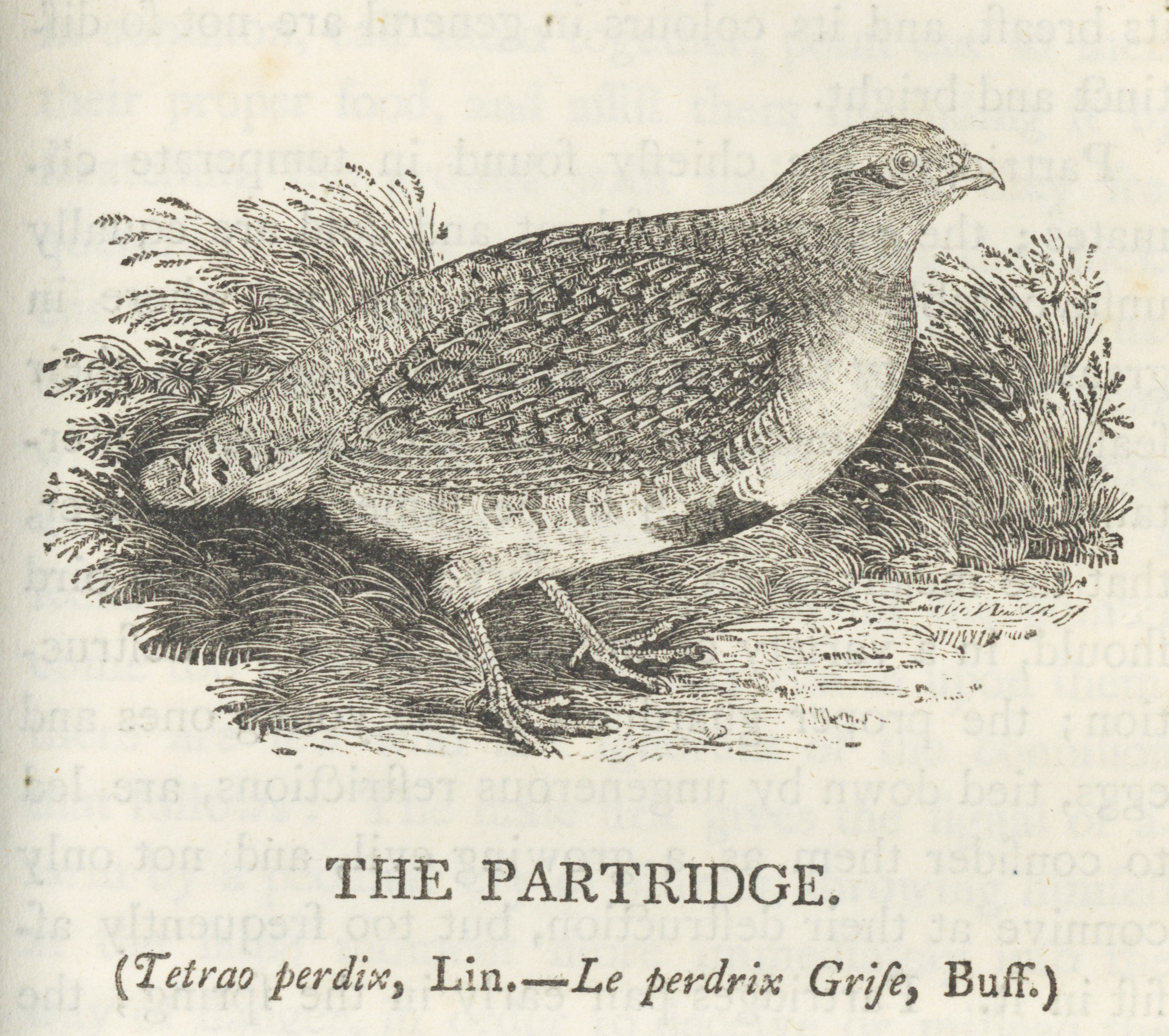 Illustration of a partridge