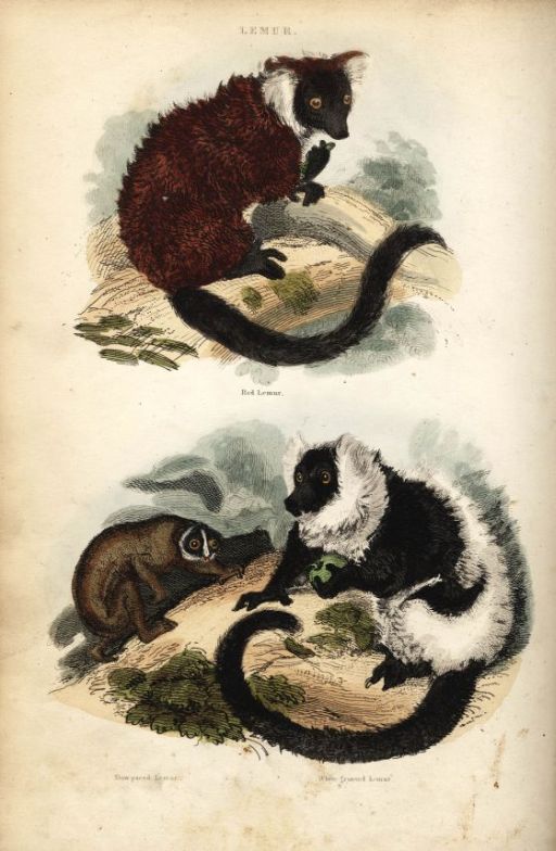 Engraving depicts 3 lemurs, classified as Quadrumana - the second order of Mammalians. 