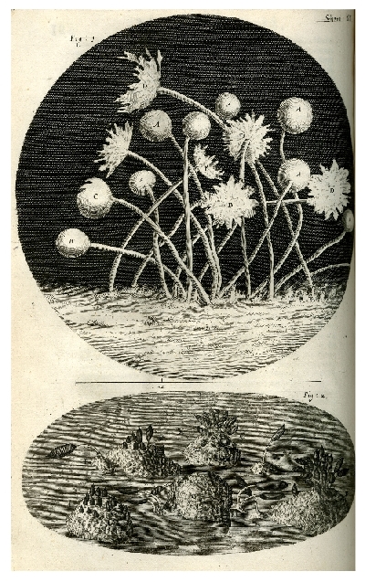 Drawing of mould on Hooke's plate