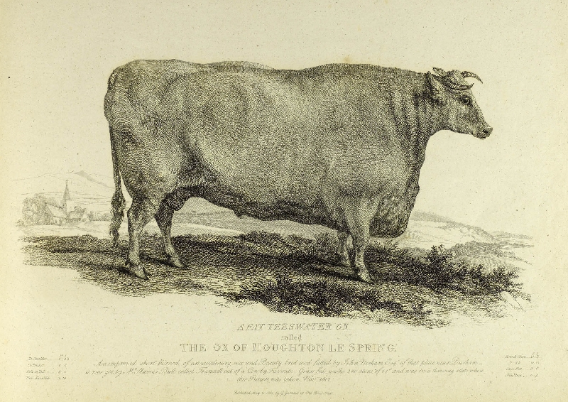 Illustration of A White Teeswater Ox