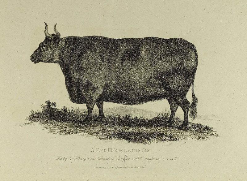 Illustration of A Fat Highland Ox