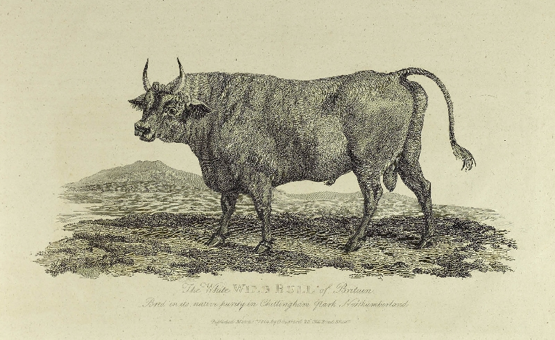 Illustration of The White Wild Bull of Britain