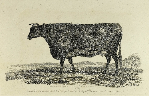 Illustration of Juno: A beautiful improved short-horned cow