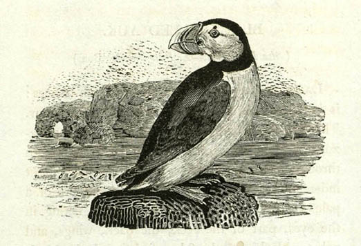 Engraving of a puffin by Thomas Bewick