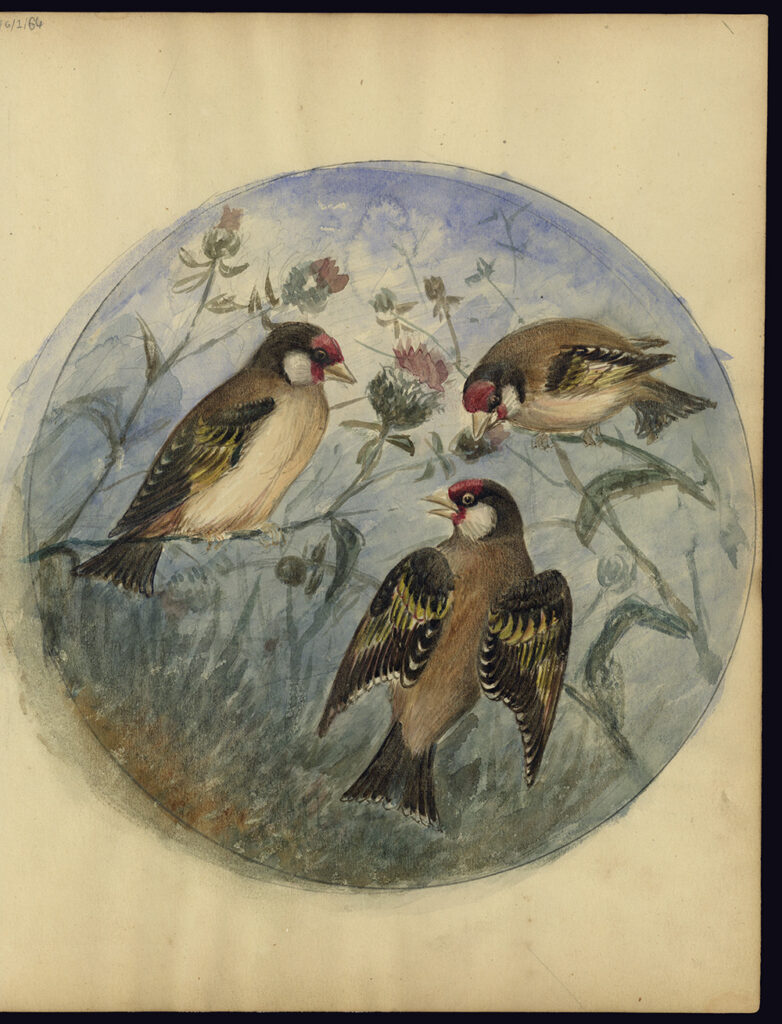 Watercolour illustration of a trio of goldfinches.