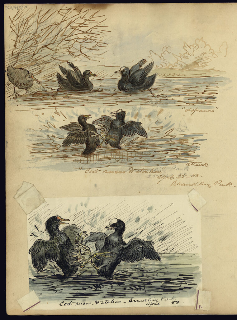 Page from a diary containing three watercolour illustrations of a coot and moorhen on a pond.