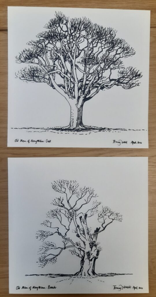 2 sketches of trees titled' Old Men of Maytham'. One is a sketch of an oak tree and the other a Beach tree.
