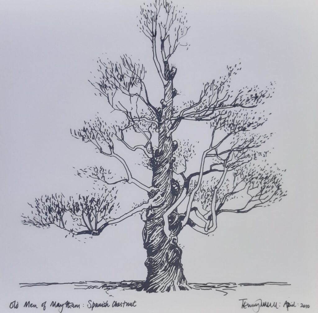Sketch of a Spanish Chestnut tree, titled 'Old Men of Mayhem'.