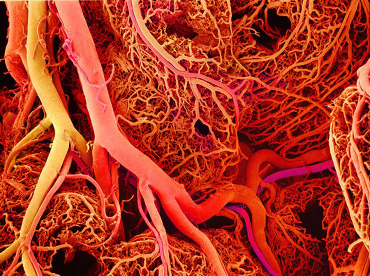 What Is Blood Vessels In Chemistry