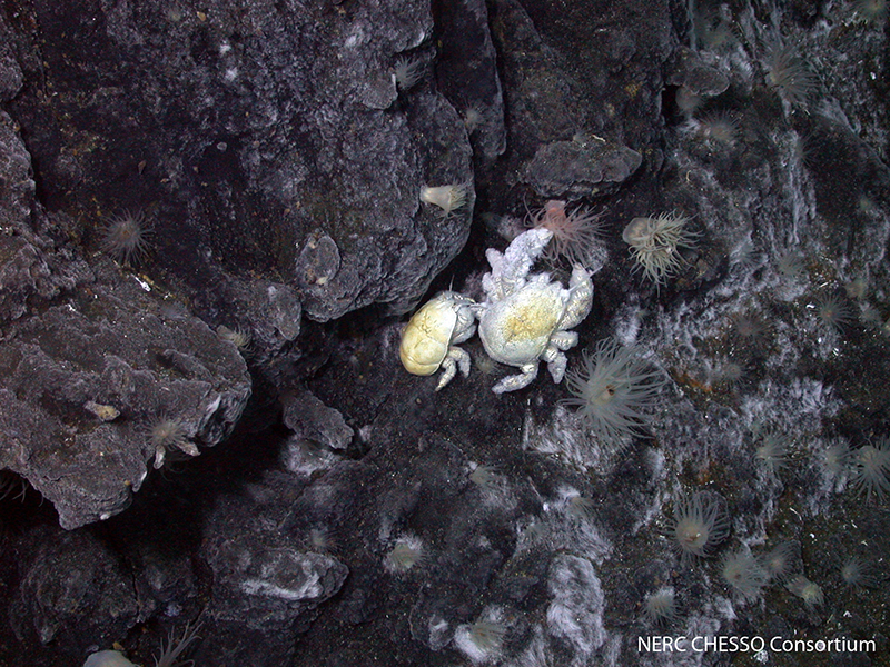 Hydrothermal vent crabs 