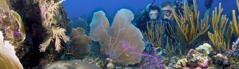 Future of Reefs in the UK Overseas Territories