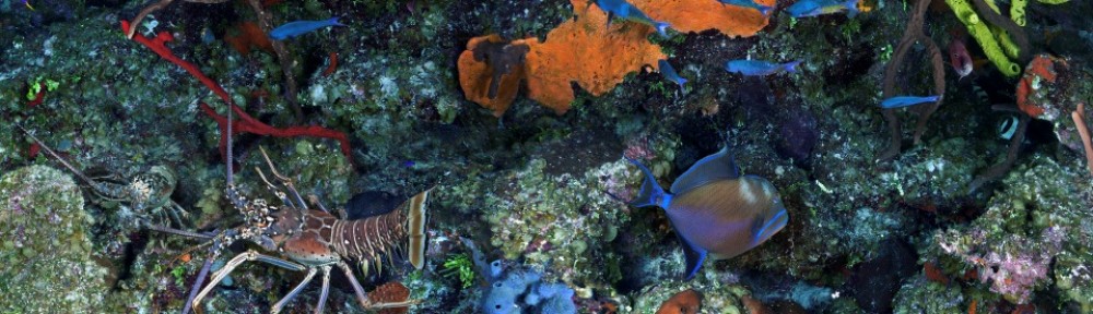 Future of Reefs in the UK Overseas Territories